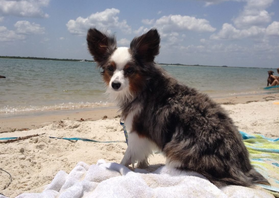 25+ Pet Friendly Travel Destinations In Orlando Florida | Pet Friendly Travel | Florida Travel With Fido | Traveling With Pets | Pet Friendly Places in Orlando Florida | theMRSingLink