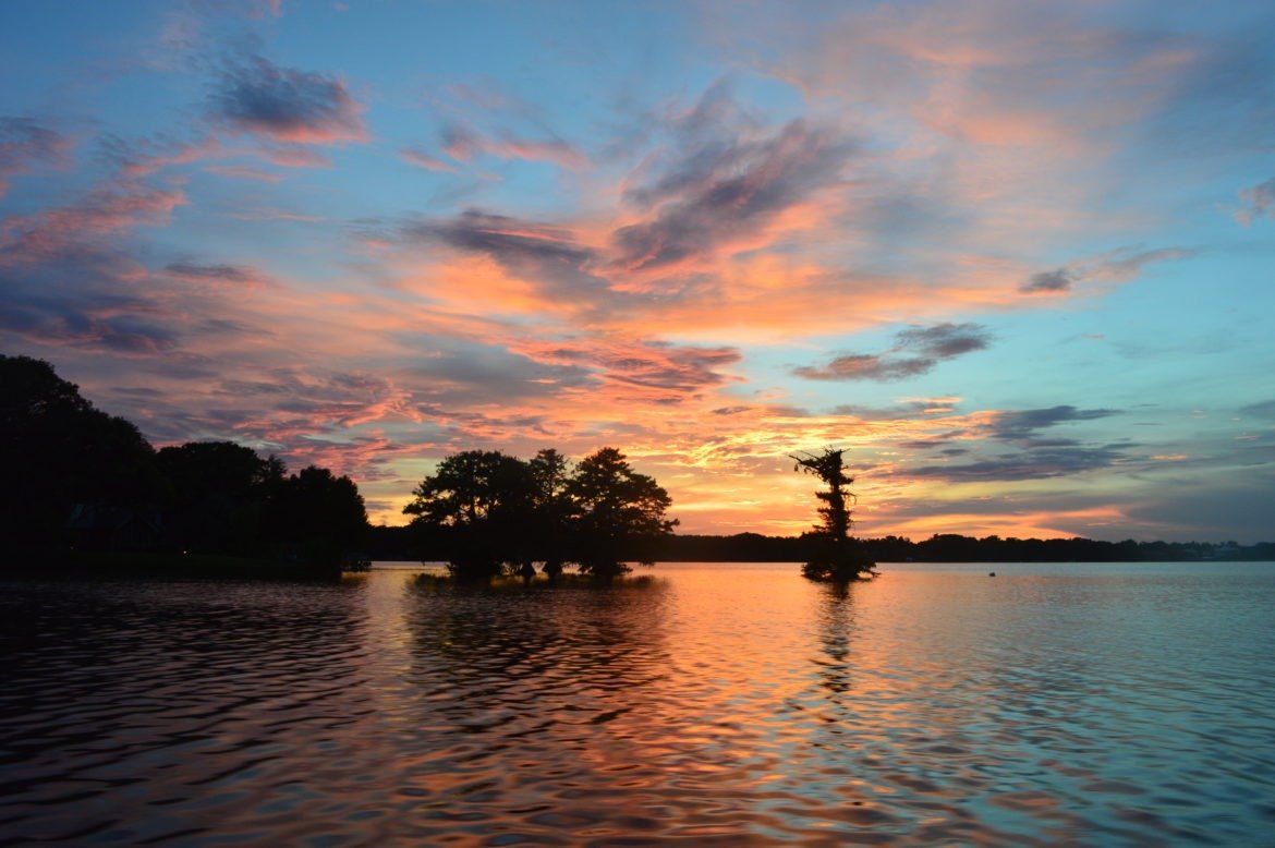 25+ Pet Friendly Travel Destinations In Orlando Florida | Pet Friendly Travel | Florida Travel With Fido | Traveling With Pets | Pet Friendly Places in Orlando Florida | theMRSingLink