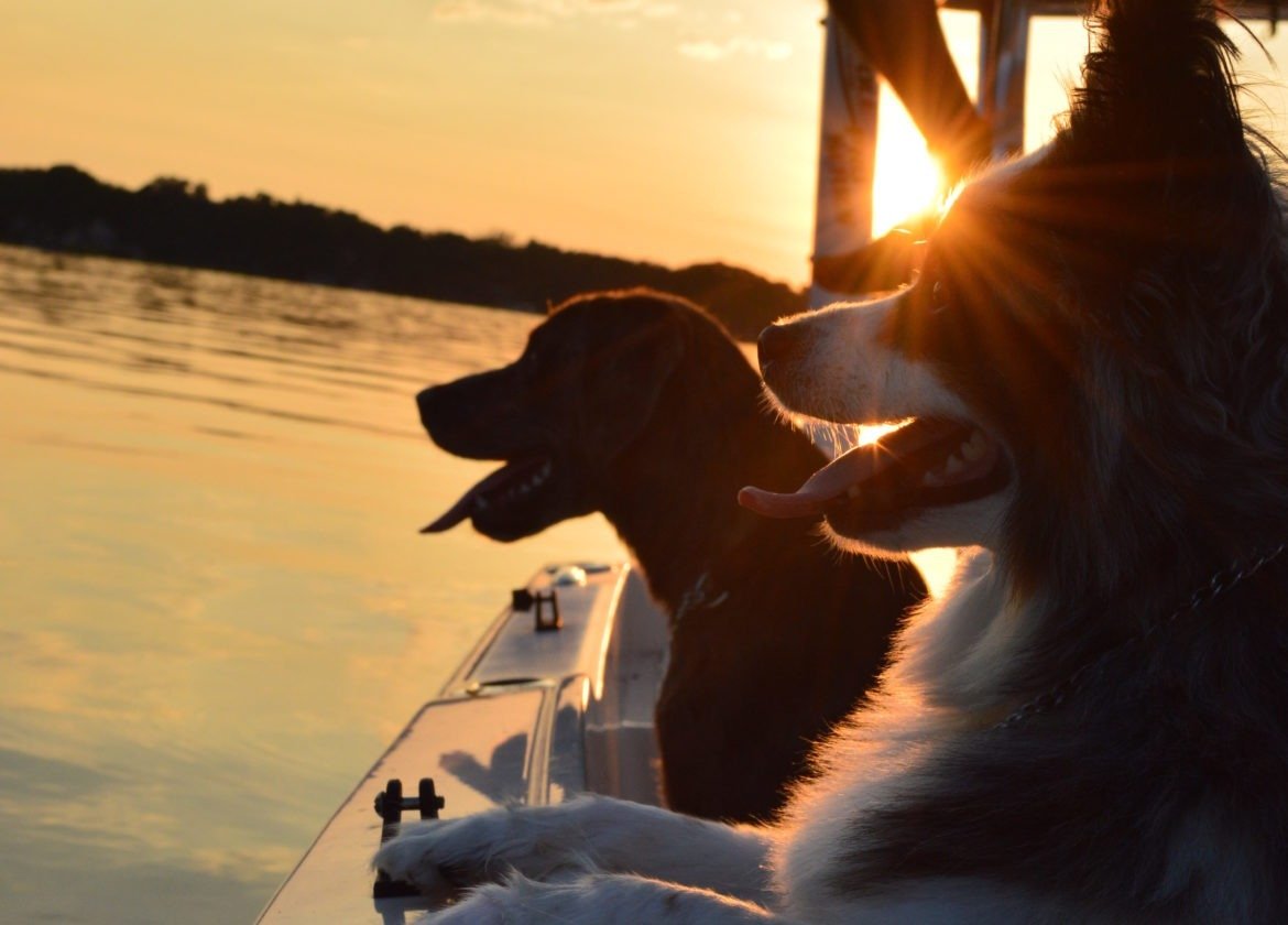 25+ Pet Friendly Travel Destinations In Orlando Florida | Pet Friendly Travel | Florida Travel With Fido | Traveling With Pets | Pet Friendly Places in Orlando Florida | theMRSingLink