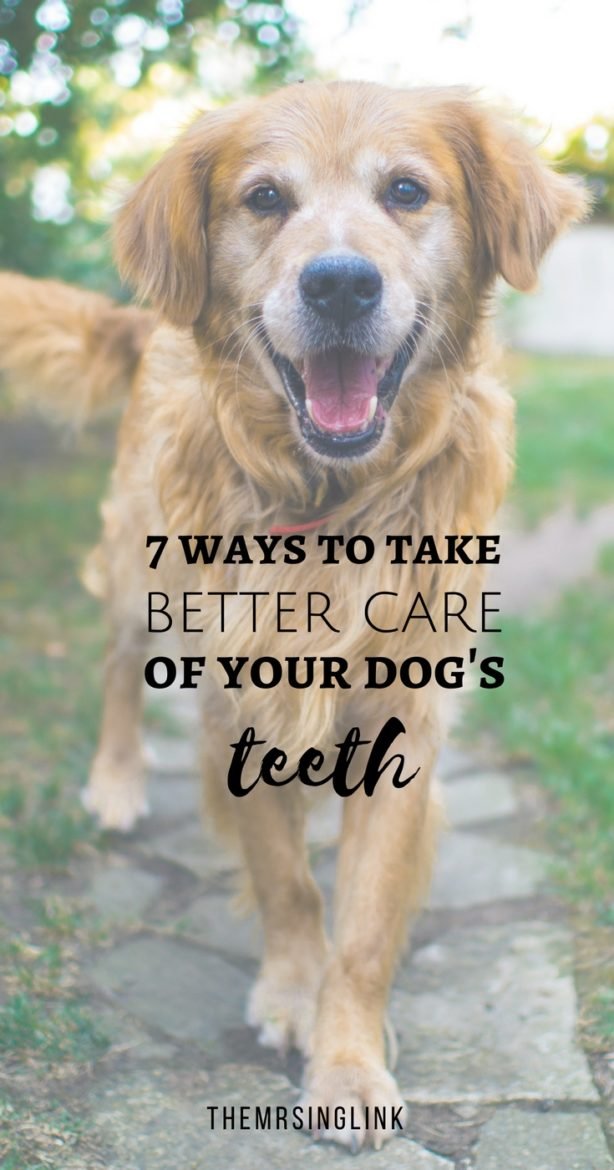 7 Ways to take better care of your dog's teeth | Pet care for dogs | Tips for dog owners | Tips to help keep your dog's teeth clean | Dental Awareness | Pet dental health tips | #dogmom #petcaretips #allaboutdogs | theMRSingLink