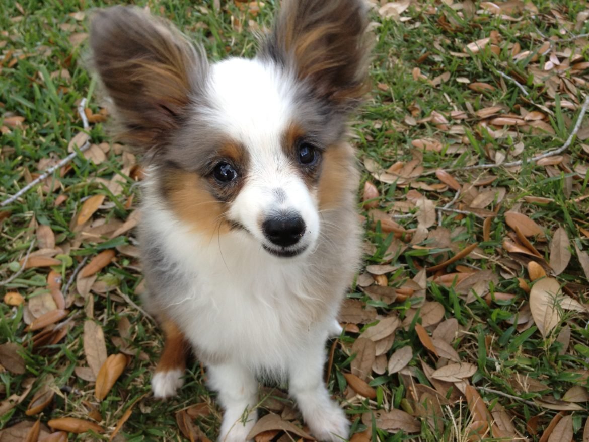 7 Ways To Take Better Care Of Your Dog’s Teeth