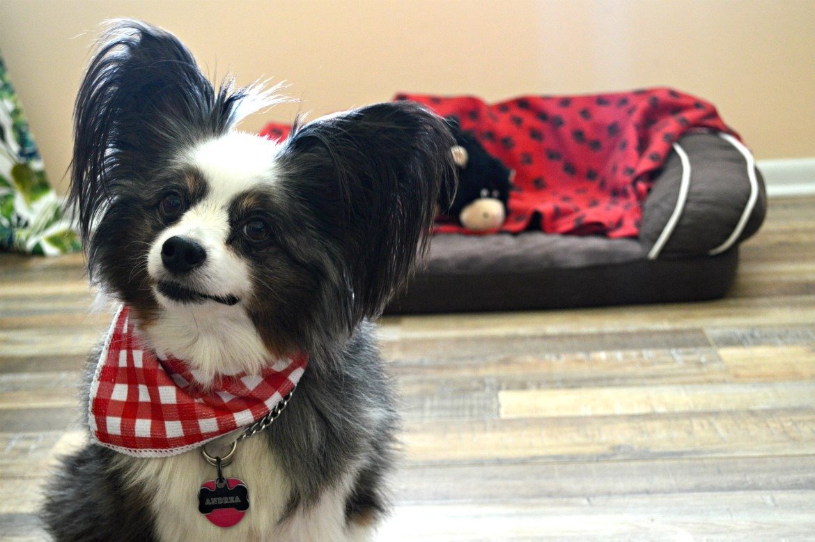 New puppy and it's your first time? 7 Crucial Tips For New Dog Owners | #ad @#TearASquare #Brawny #TargetFinds | Tips for bringing a new puppy home | Adjusting to life with a new puppy | New dog owners - 7 things you need to know | theMRSingLink