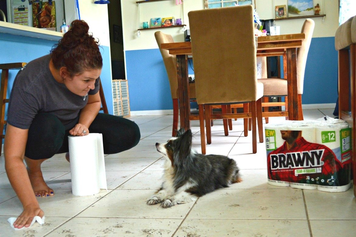 New puppy and it's your first time? 7 Crucial Tips For New Dog Owners | #ad @#TearASquare #Brawny #TargetFinds | Tips for bringing a new puppy home | Adjusting to life with a new puppy | New dog owners - 7 things you need to know | theMRSingLink