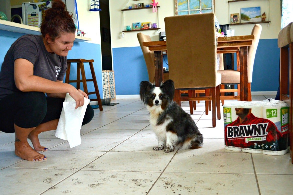 New puppy and it's your first time? 7 Crucial Tips For New Dog Owners | #ad @#TearASquare #Brawny #TargetFinds | Tips for bringing a new puppy home | Adjusting to life with a new puppy | New dog owners - 7 things you need to know | theMRSingLink