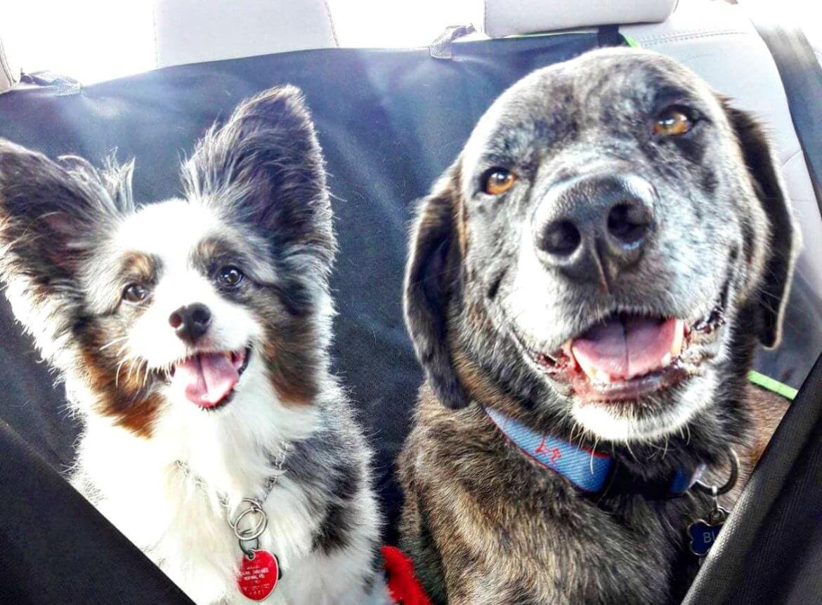 Pet travel essentials for owners planning a trip with their dog [+ Free checklist]