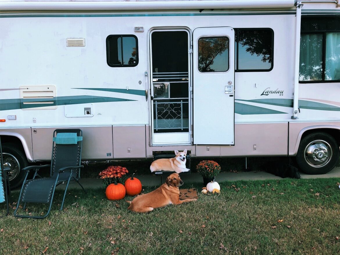 6 Tips When Traveling With Your Dogs