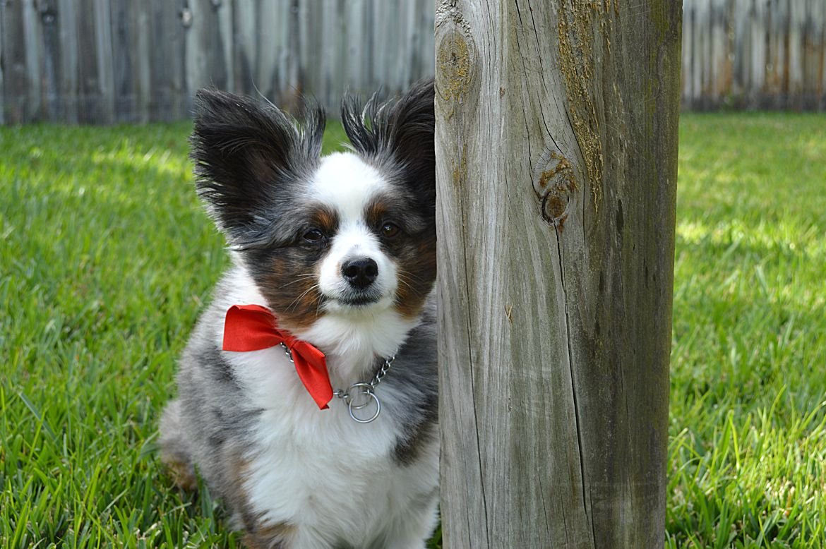 The Pawfect Gift Guide For Dog Moms, Dog Lovers + Your Dog