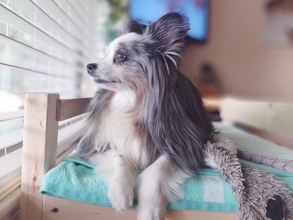 The main point I am addressing is commercial dog food alternatives to kibble, as well as each of their pros and cons. I am strictly mentioning commercial and semi-commercial dog food, which means I am not talking about feeding home-based raw or any completely DIY dog food recipes.