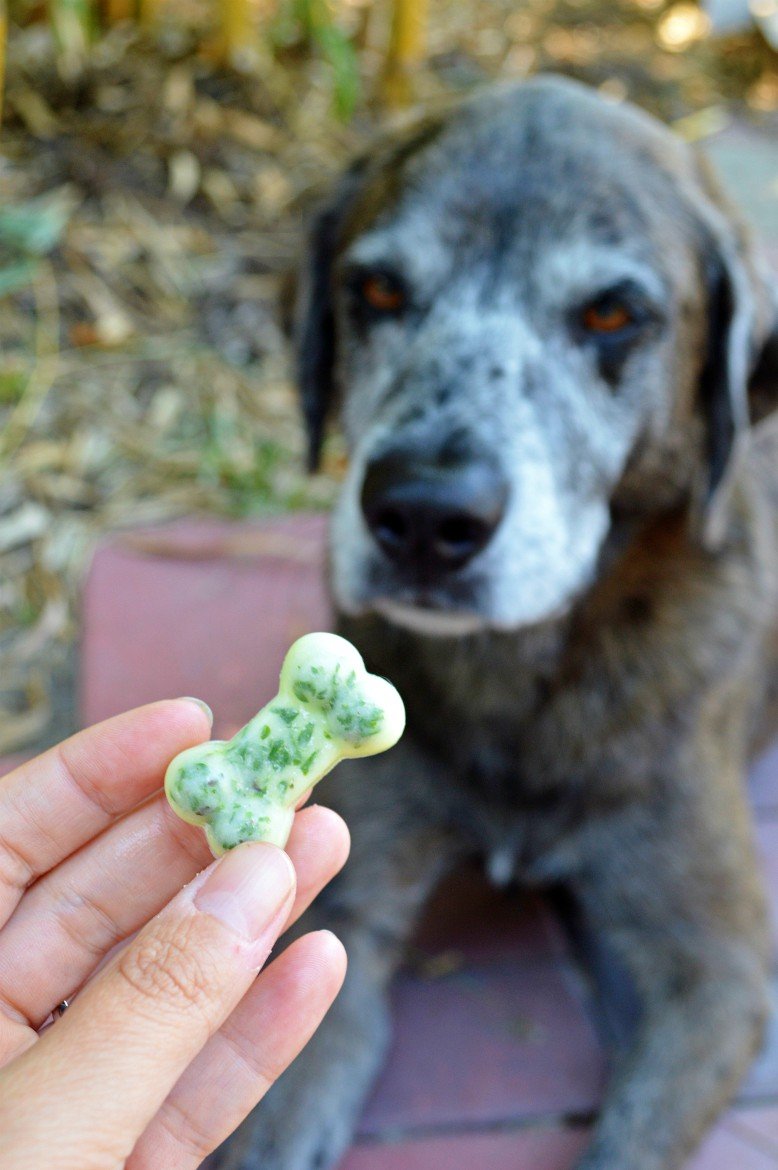 Stinky Dog Breath? A Freshening Treat Recipe You Can Feel Good About | A minty cool chew for your beloved furry companion, made with coconut oil and curly parsley | Oral health is MAJOR in terms of their overall health, and when it comes to committing to brushing our dog's teeth...the struggle is REAL (but more real for them) | #dogmom #petparents #doghealth #dogtreats #diypetrecipe | theMRSingLink