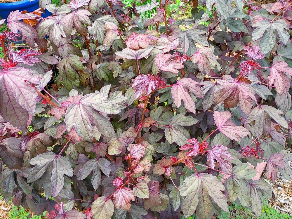 I live in Central Florida, where our summers can reach into the triple digits. As far as "gardening" goes, our typical crop growing season is very different from cooler climate areas. Once we enter into July, humidity, heat and direct sun become a problem. But, over the years I've discovered several edible plants to grow that actually thrive in warmer and hot climates.