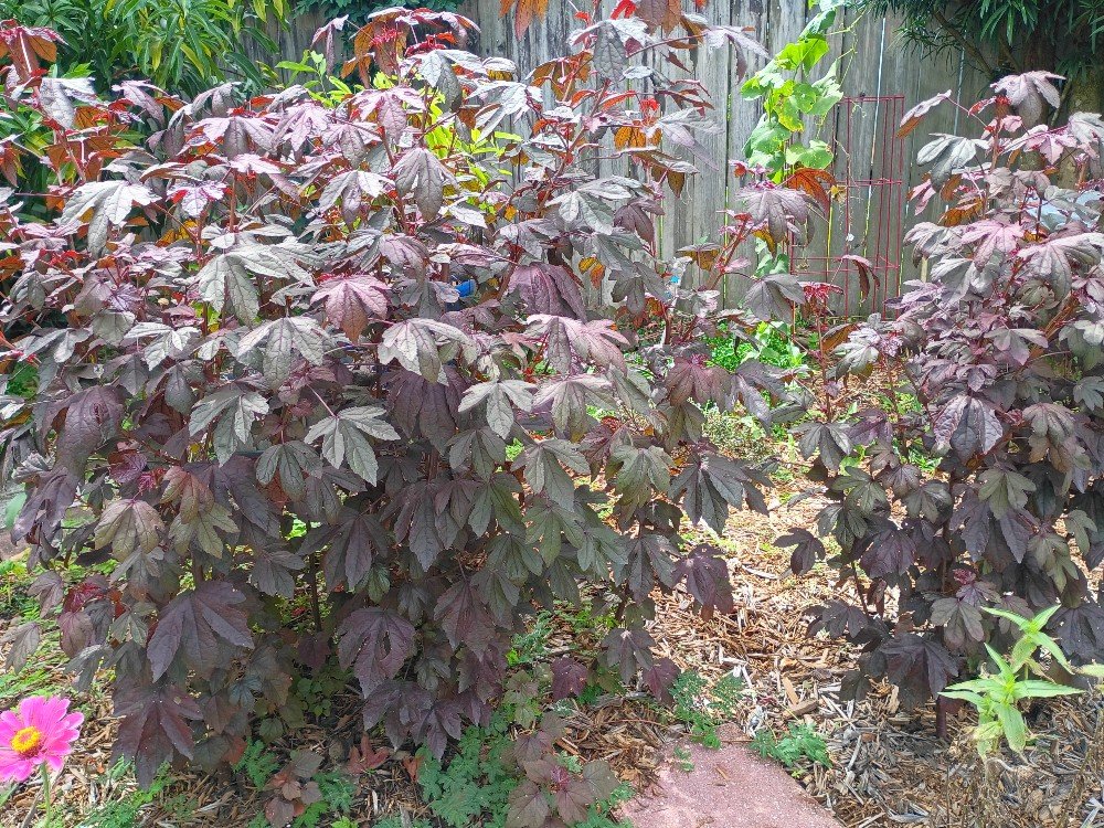I live in Central Florida, where our summers can reach into the triple digits. As far as "gardening" goes, our typical crop growing season is very different from cooler climate areas. Once we enter into July, humidity, heat and direct sun become a problem. But, over the years I've discovered several edible plants to grow that actually thrive in warmer and hot climates.