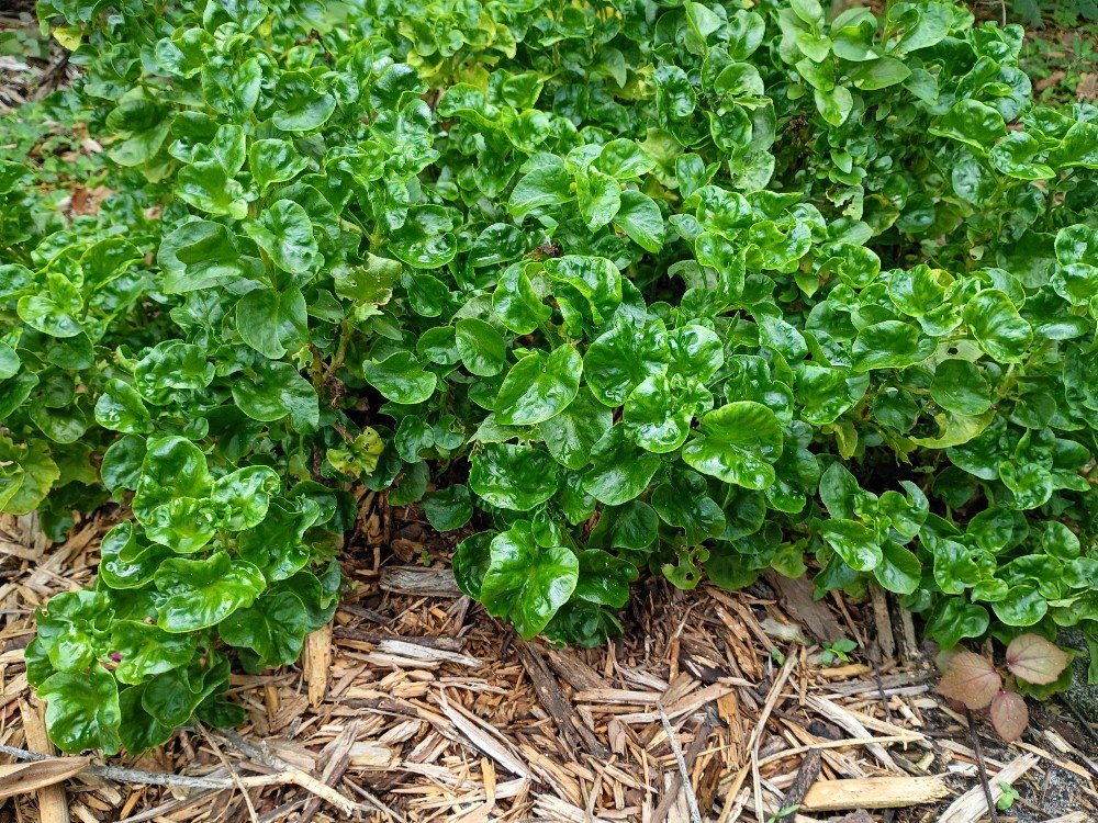 I live in Central Florida, where our summers can reach into the triple digits. As far as "gardening" goes, our typical crop growing season is very different from cooler climate areas. Once we enter into July, humidity, heat and direct sun become a problem. But, over the years I've discovered several edible plants to grow that actually thrive in warmer and hot climates.