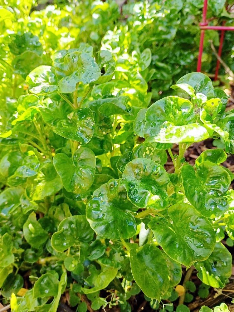 I live in Central Florida, where our summers can reach into the triple digits. As far as "gardening" goes, our typical crop growing season is very different from cooler climate areas. Once we enter into July, humidity, heat and direct sun become a problem. But, over the years I've discovered several edible plants to grow that actually thrive in warmer and hot climates.