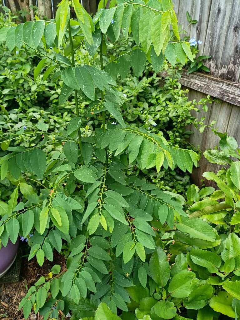 I live in Central Florida, where our summers can reach into the triple digits. As far as "gardening" goes, our typical crop growing season is very different from cooler climate areas. Once we enter into July, humidity, heat and direct sun become a problem. But, over the years I've discovered several edible plants to grow that actually thrive in warmer and hot climates.