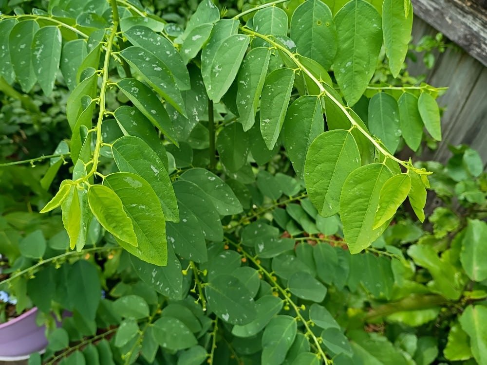 7 Edible plants to grow in warm climates