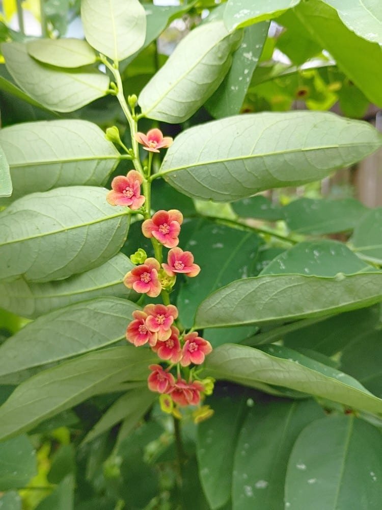 I live in Central Florida, where our summers can reach into the triple digits. As far as "gardening" goes, our typical crop growing season is very different from cooler climate areas. Once we enter into July, humidity, heat and direct sun become a problem. But, over the years I've discovered several edible plants to grow that actually thrive in warmer and hot climates.