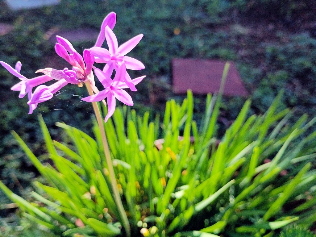 7 Edible plants to grow in warm climates | theMRSingLink