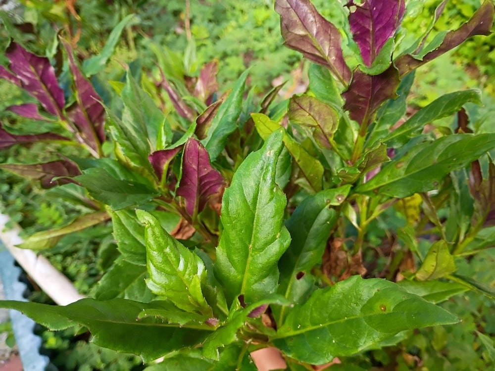 I live in Central Florida, where our summers can reach into the triple digits. As far as "gardening" goes, our typical crop growing season is very different from cooler climate areas. Once we enter into July, humidity, heat and direct sun become a problem. But, over the years I've discovered several edible plants to grow that actually thrive in warmer and hot climates.