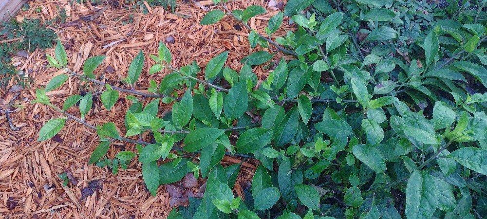 I live in Central Florida, where our summers can reach into the triple digits. As far as "gardening" goes, our typical crop growing season is very different from cooler climate areas. Once we enter into July, humidity, heat and direct sun become a problem. But, over the years I've discovered several edible plants to grow that actually thrive in warmer and hot climates.