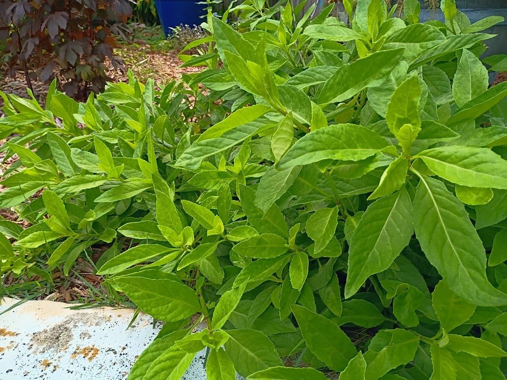 I live in Central Florida, where our summers can reach into the triple digits. As far as "gardening" goes, our typical crop growing season is very different from cooler climate areas. Once we enter into July, humidity, heat and direct sun become a problem. But, over the years I've discovered several edible plants to grow that actually thrive in warmer and hot climates.