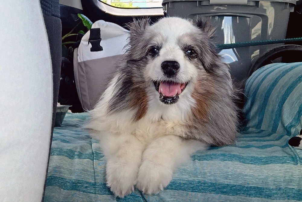 I stopped feeding my dog kibble – 6 Dog food alternatives (pros and cons)