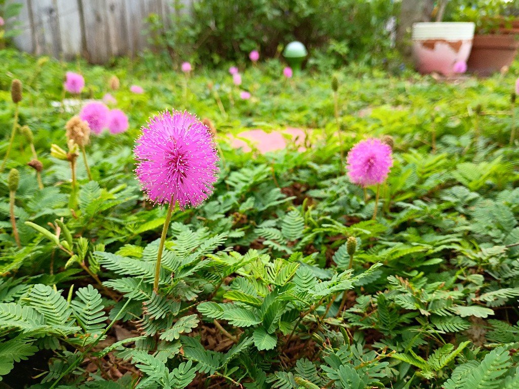 There are so many plants for your yard that aren't just grass. It's not that I think grass lawns are ugly, per say, but - IMHO - they're downright boring and overrated. Moreover, they're crazy unsustainable, poor for the environment and detrimental to wildlife and our individual health through the constant treatment of pesticides and chemicals to maintain them that end up killing beneficial insects and pollinators as well as leeching into our sewage and even our bodies from contact.