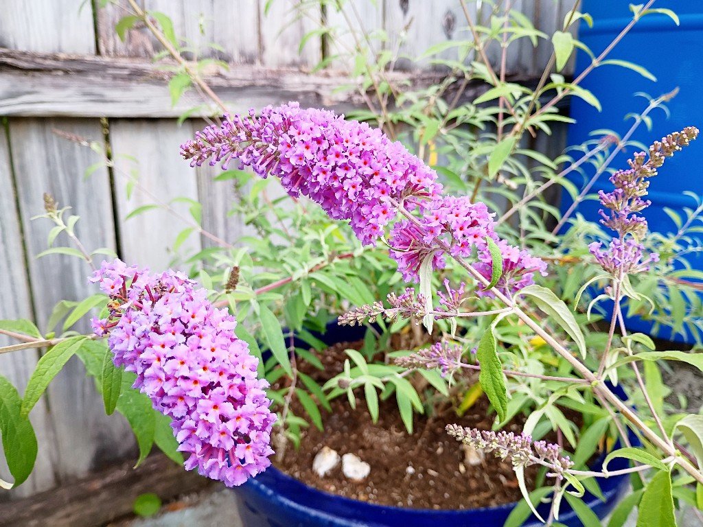 There are so many plants for your yard that aren't just grass. It's not that I think grass lawns are ugly, per say, but - IMHO - they're downright boring and overrated. Moreover, they're crazy unsustainable, poor for the environment and detrimental to wildlife and our individual health through the constant treatment of pesticides and chemicals to maintain them that end up killing beneficial insects and pollinators as well as leeching into our sewage and even our bodies from contact.