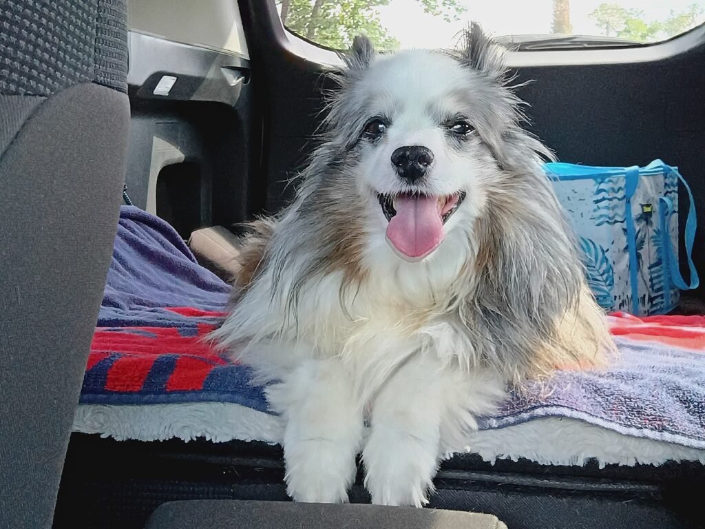 You might be thinking, "This is an extensive list!" and you're right. The thing is, I've learned over time what works for my dog's joint health, what works better alongside other things, which things are a no-brainer must, as well as rotating some of the things on this list as my senior dog ages.