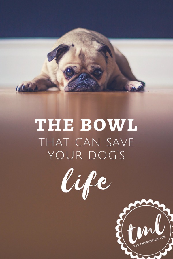 The Bowl That Can Save Your Dog's Life | If your dog eats too fast, he needs a fast eater bowl | Dog owner tips on pet safety | Life saving tips for dog owners | #petowners #dogs | Fast eater bowls for dogs who eat too fast | How to avoid bloat in dogs | #dogowners | theMRSingLink