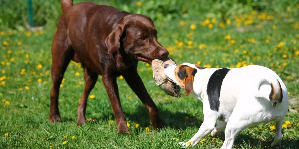 Proper Dog Park Etiquette For Dog Owners | Dog Park Behaviors For Both Dogs And Dog Owners | What To Do And What Not To Do | Dog Park Rules | theMRSingLink