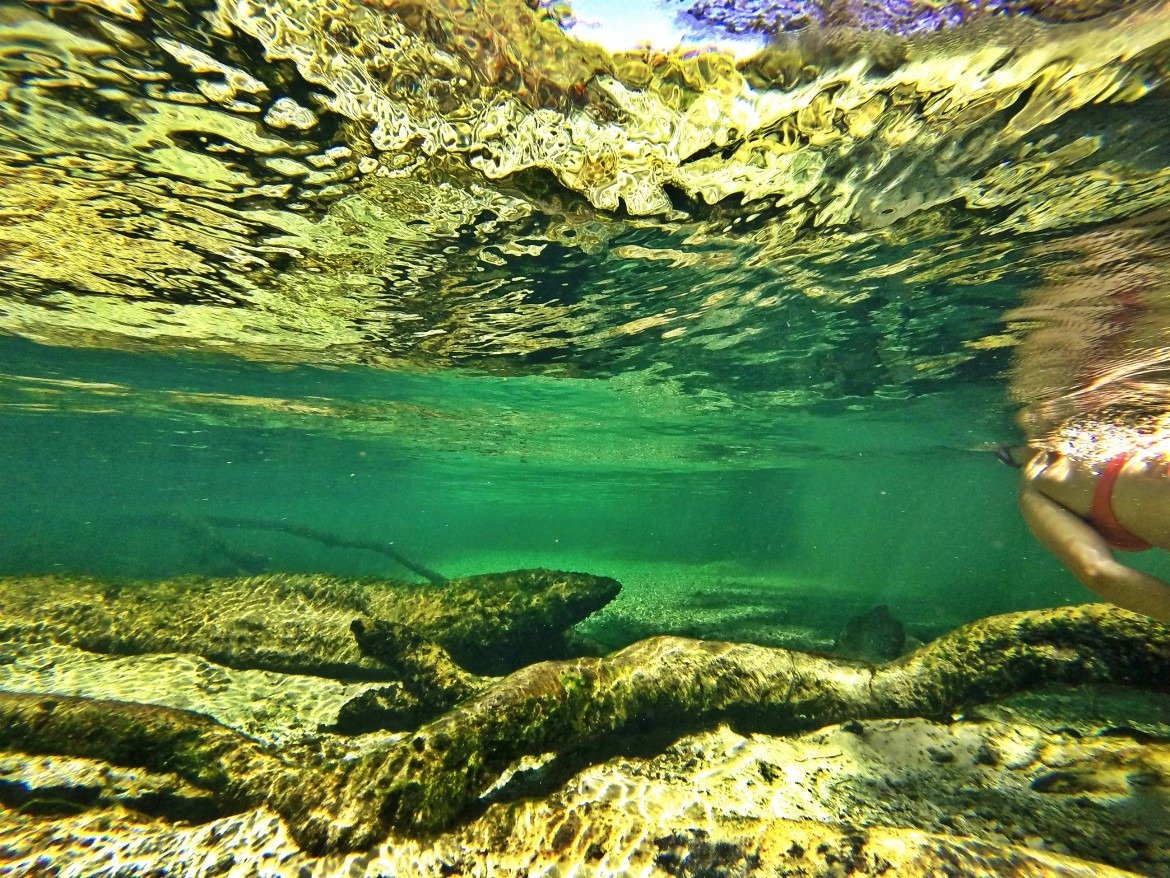 Snorkeling Florida Blue Springs State Park | Florida Springs | Things To Do In Florida | Summer Outdoor Activities | Summer Swimming Activities | State Park Travel | theMRSingLink