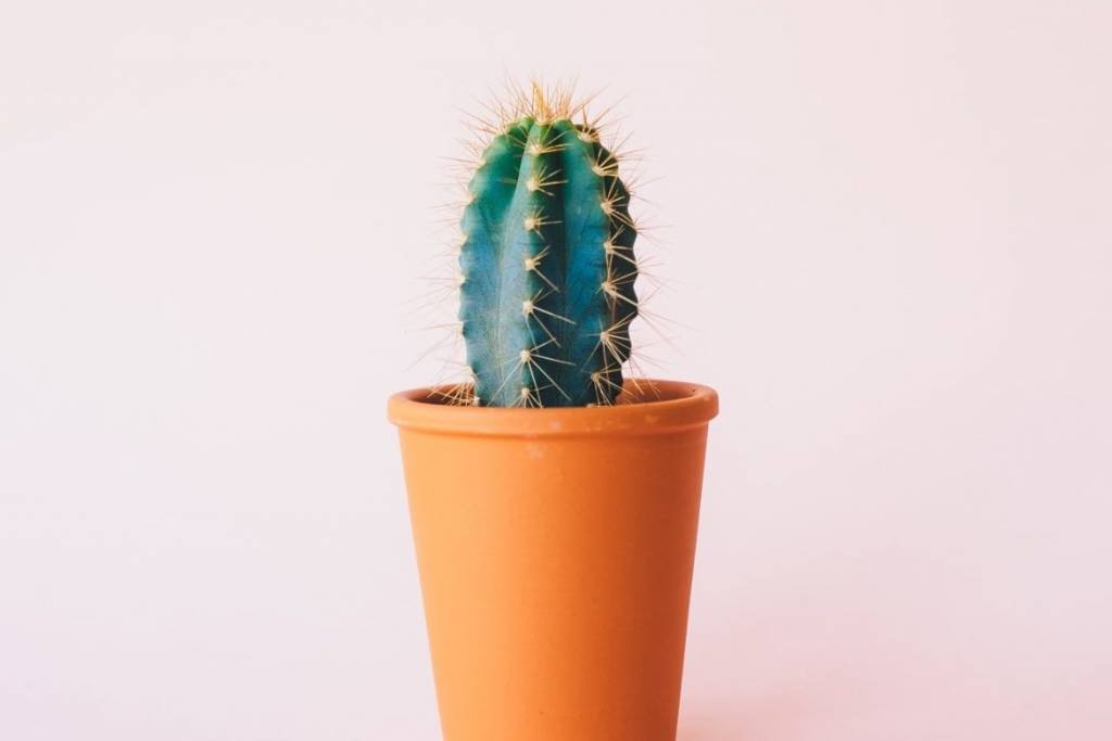 20+ Natural Skin Remedies [That actually work!] | Skin Care | Natural beauty regimens | Beauty hacks | Skin treatment | Acne prone skin | Natural beauty tips | Home remedies | #beautytips #naturalbeauty #skinhealth #beautyhacks | Healthy skin | How to take care of your skin | DIY face masks | theMRSingLink