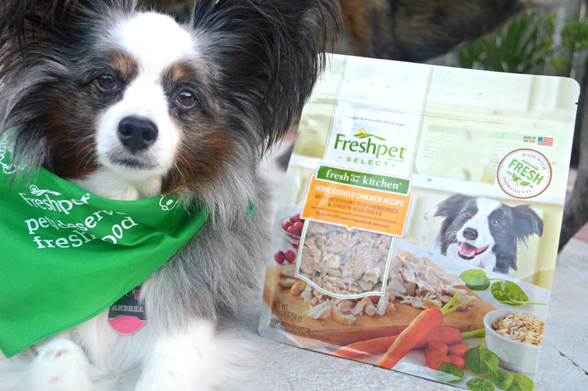 Why Your Pet Deserves To Eat As Fresh As You Do | #ad Freshpet Dog Food| Fresh quality pet food | Product Review | Dog food tips | #petowners #dogfood | theMRSingLink