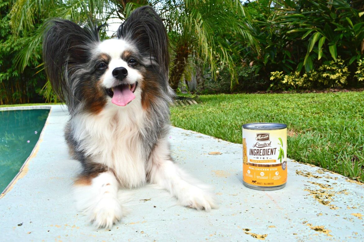 How To Alleviate Your Dog’s Sensitivities [Through Their Diet] | #AD #MerrickPetCare #BestFoodEver | How your dog's food may be contributing to skin and stomach sensitivities | Limited Ingredient diet for your pets - why this is the go-to food for my dog | What dog owners need to know about their pets diet and what they are feeding their pets | #dogowners #petcare #dogmom | theMRSingLink