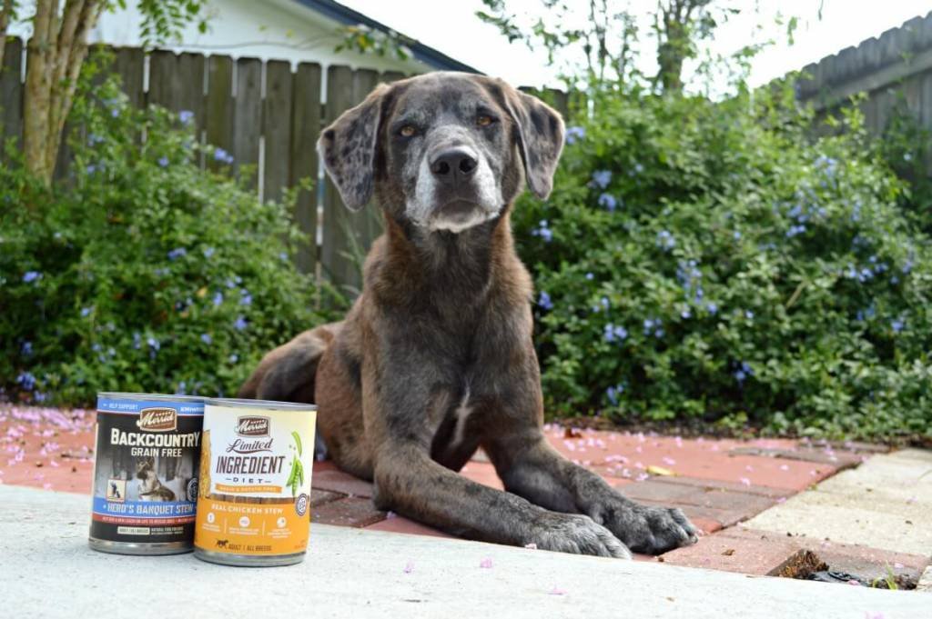 How To Alleviate Your Dog’s Sensitivities [Through Their Diet] | #AD #MerrickPetCare #BestFoodEver | How your dog's food may be contributing to skin and stomach sensitivities | Limited Ingredient diet for your pets - why this is the go-to food for my dog | What dog owners need to know about their pets diet and what they are feeding their pets | #dogowners #petcare #dogmom | theMRSingLink