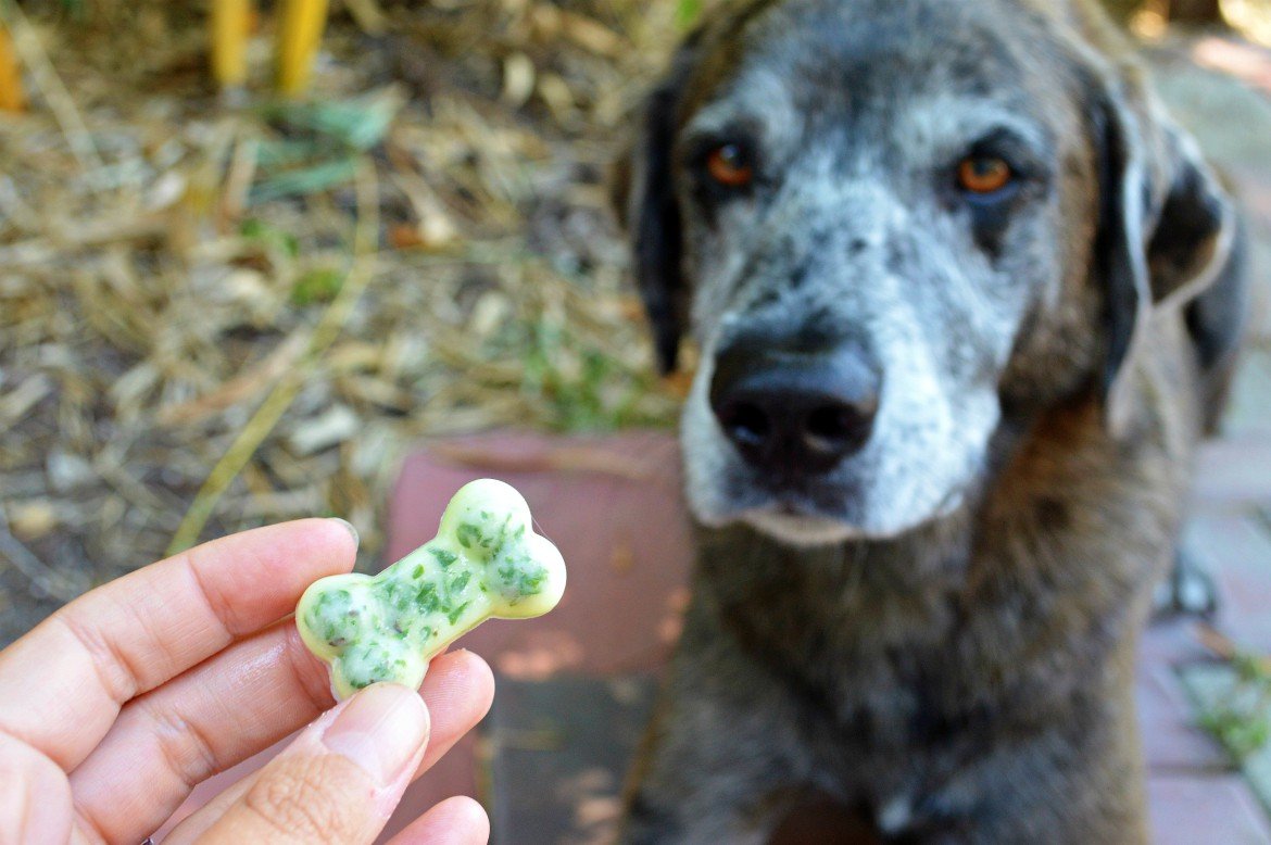 Stinky Dog Breath? A Freshening Treat Recipe You Can Feel Good About | A minty cool chew for your beloved furry companion, made with coconut oil and curly parsley | Oral health is MAJOR in terms of their overall health, and when it comes to committing to brushing our dog's teeth...the struggle is REAL (but more real for them) | #dogmom #petparents #doghealth #dogtreats #diypetrecipe | theMRSingLink