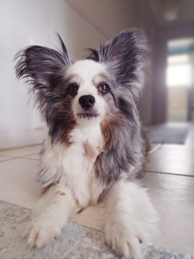 I'm sharing my story on why I stopped feeding my dog kibble, the alternatives and their pros and cons.